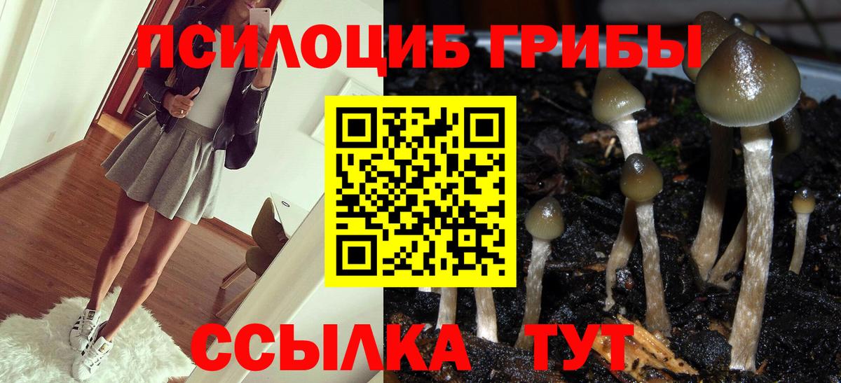 Псилоцибиновые грибы Cubensis  Вход с VPN  что такое   Сосновый Бор 